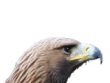 logo Falknerei Obernberg