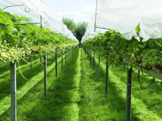 Aardbeienhof Nederland