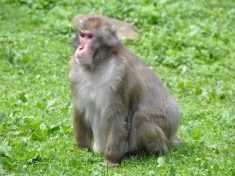 Zoo Landskron