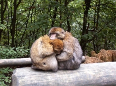 Zoo Salem