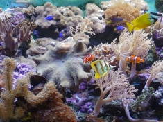 Aqua Zoo Leerdam