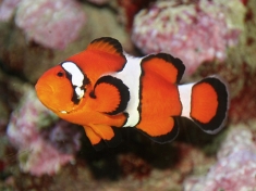 Aqua Zoo Leerdam Nederland