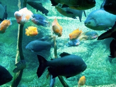 Aquarium Lussault-sur-Loire