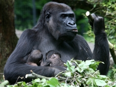 Zoo Arnhem