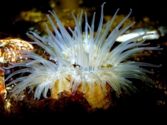 Muzee Aquarium Delfzijl Nederland