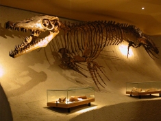 Natuurhistorisch Museum Maastricht