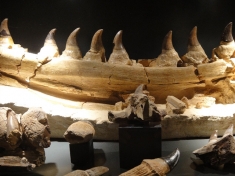Museum Maastricht