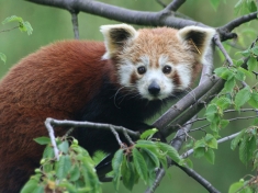Zoo Kronberg im Taunus