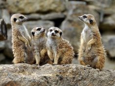 Opel Zoo Deutschland