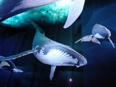 Aquarium Stralsund