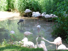 Zoo Ebbs