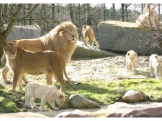 Safaripark Stukenbrock Freizeitpark Deutschland