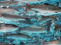 Aquarium Berlijn