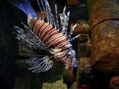 SEA LIFE Hannover Deutschland