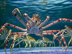 Aquarium Timmendorfer Strand