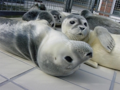 Zoo Norden