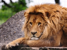 Tier- und Freizeitpark Thüle