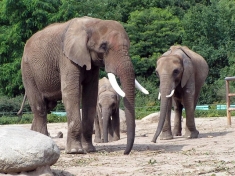 Zoo Berlijn