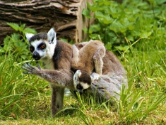 Tierpark Berlin Deutschland