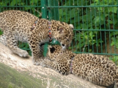 Zoo Haag