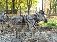 Tierpark Stadt Haag Österreich