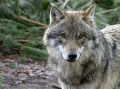 Tierpark Ueckermünde