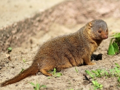 Zoo Ueckermünde