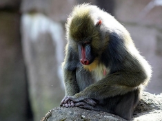 Tierpark Ueckermünde Deutschland