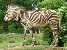 Zoo Stubenberg
