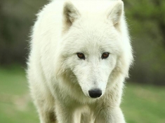 Tierwelt Herberstein Österreich
