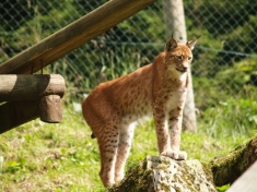 Wild- Und Freizeitpark Ferleiten