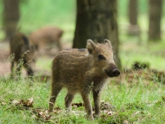 Wildpark Het Aardhuis