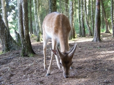 Zoo Müden