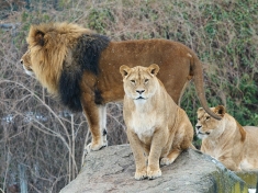 Zoo Augsburg (stad)