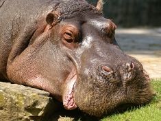 Zoo Berlijn