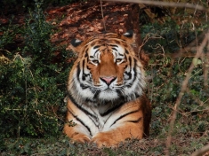 Zoo Landau