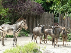 Zoo Landau in der Pfalz