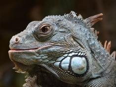 Zoo Landau Deutschland