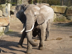 Zoo Osnabrück