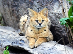 Zoo Osnabrück Deutschland