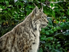 Zoo Rostock Deutschland