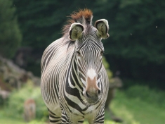 Zoo Salzburg