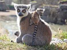 Zoo Salzburg Österreich