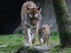 Zoo Krenglbach