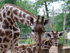 Zoo Schwerin Deutschland