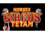 logo Paarden Circus Tetam