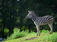 Pakawi Park België