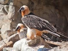 Alpenzoo Innsbruck Österreich