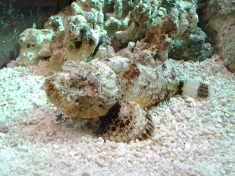 Aquarium Antwerpen