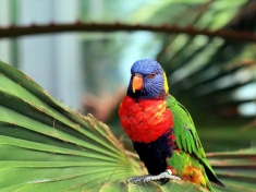 Avifauna